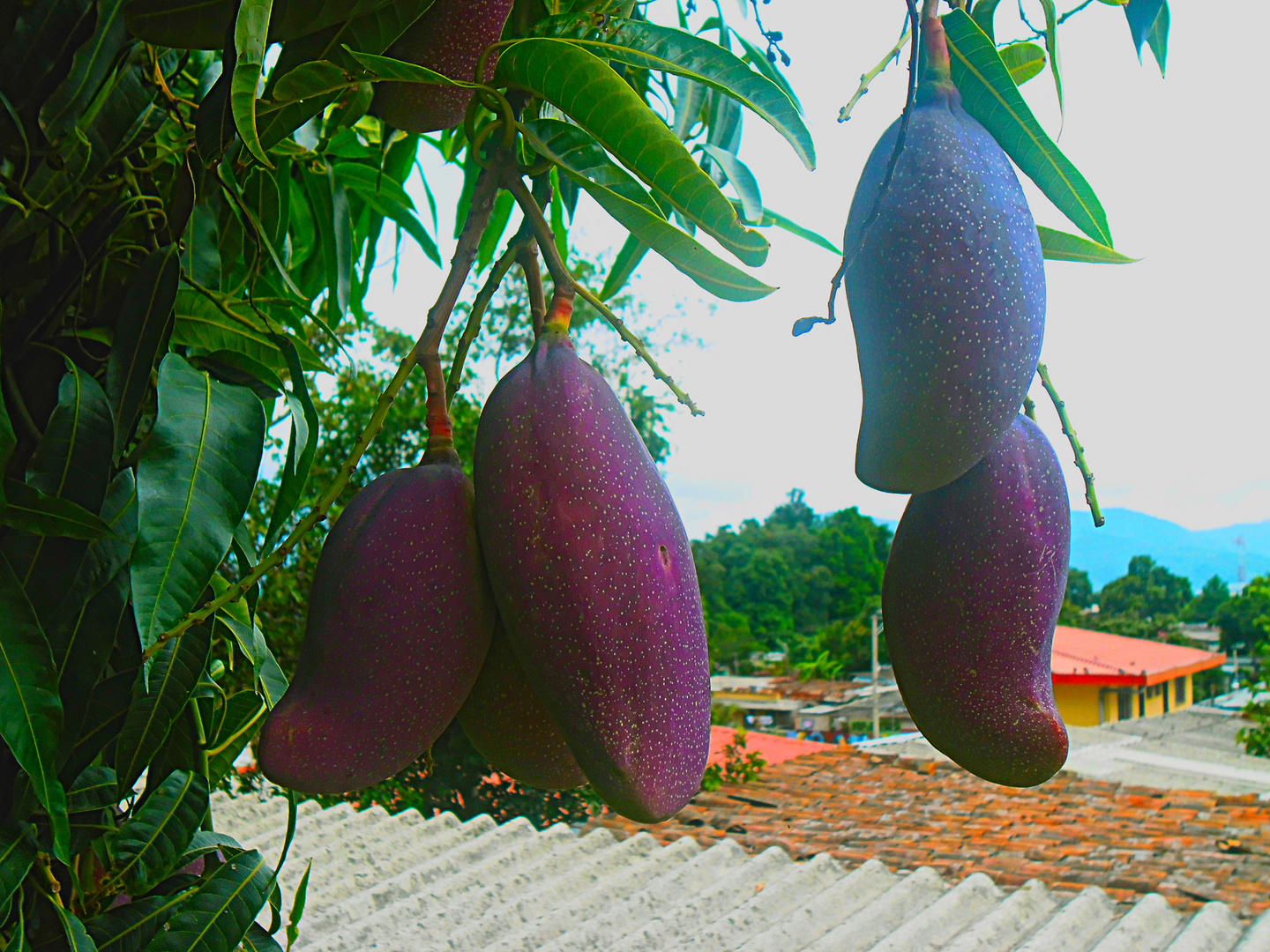 Frutos de mi tierra