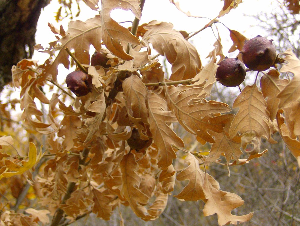 Frutos de Otoño