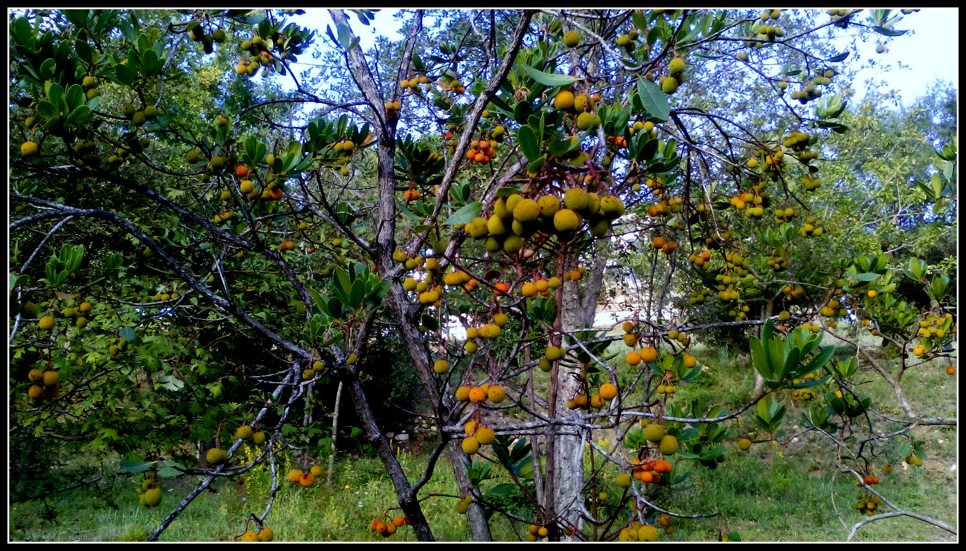 Frutos de otoño n.2