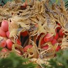 Frutos de Palmera