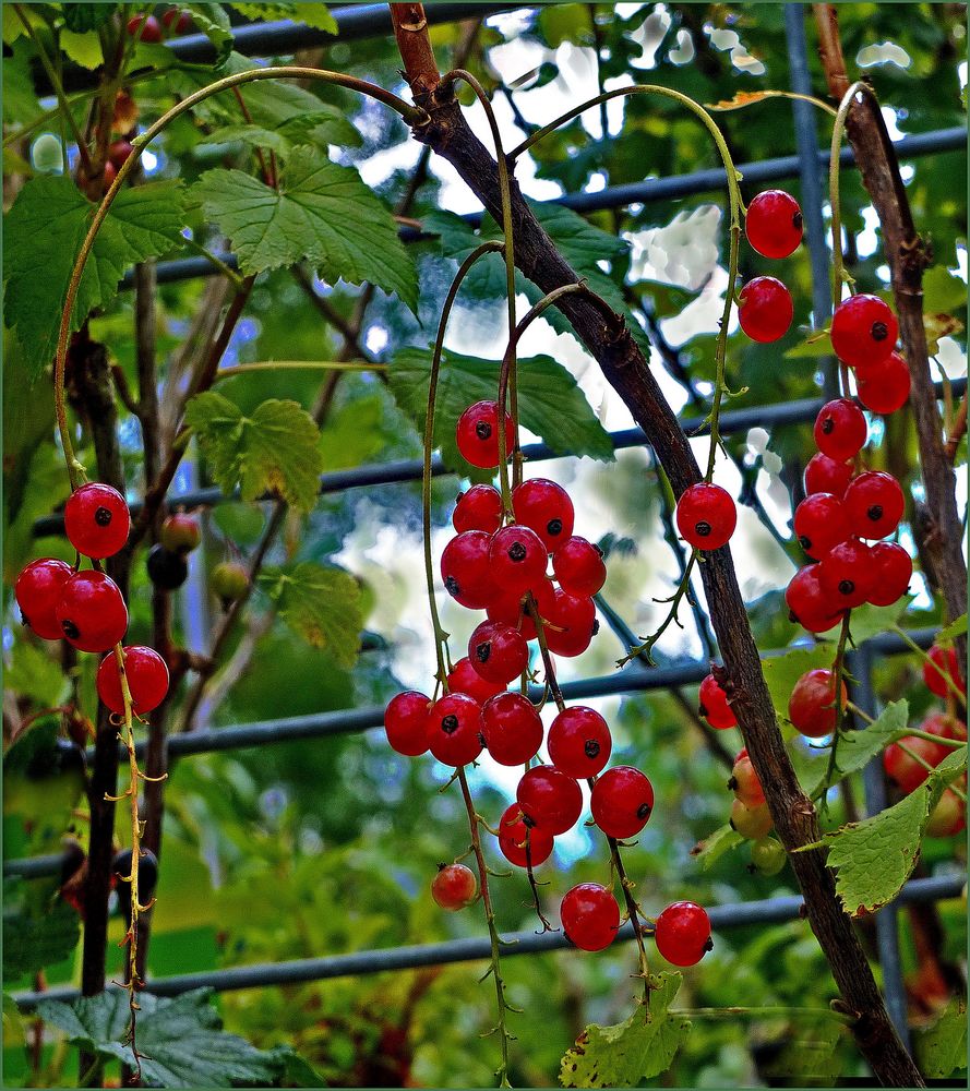 Frutos de  verano (Johannisbeeren)