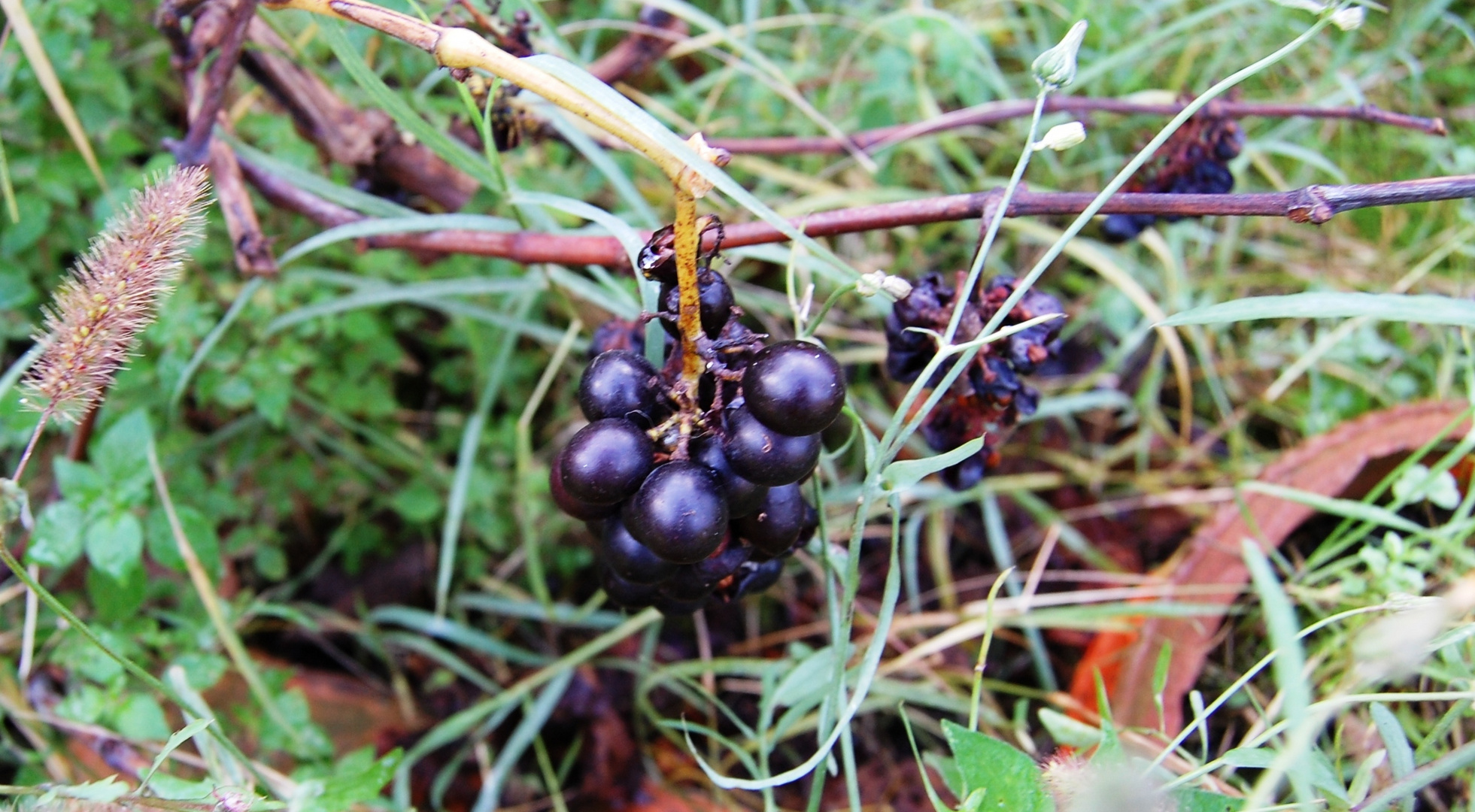 frutos de viñedo abandonado