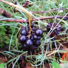 frutos de viñedo abandonado