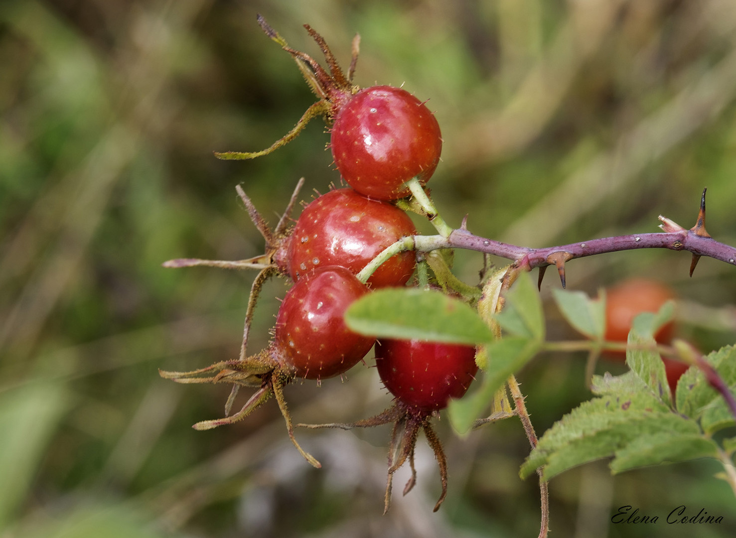 frutos del bosque