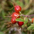 frutos del bosque