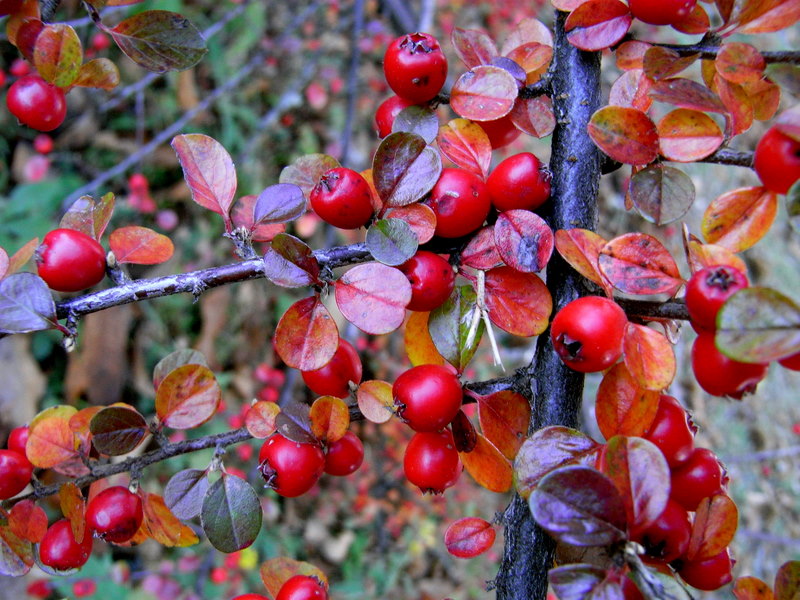 Frutos del Campo