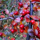 Frutos del Campo