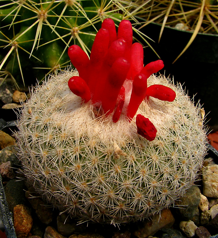 Frutos del Desierto Imagen & Foto frutos y semillas, plantas, flores de cactus Fotos de