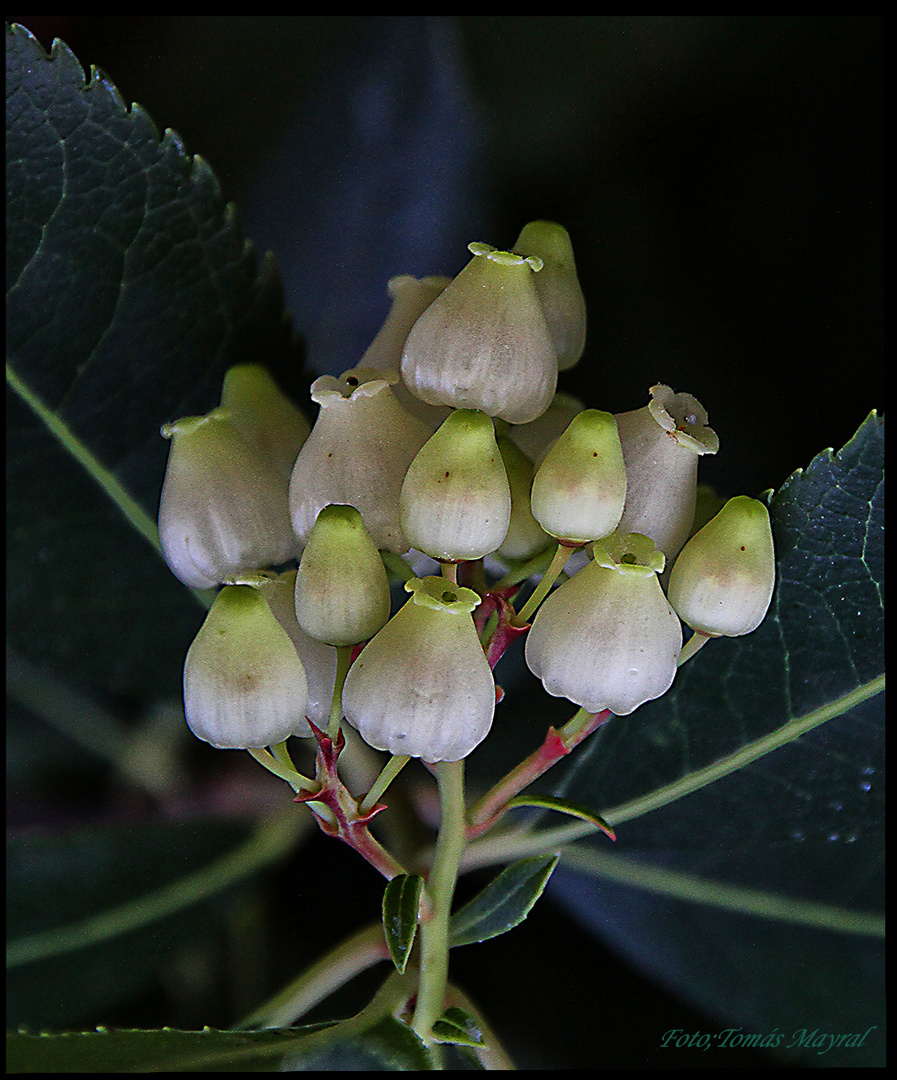 FRUTOS INVERNALES