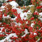 FRUTOS NEVADOS