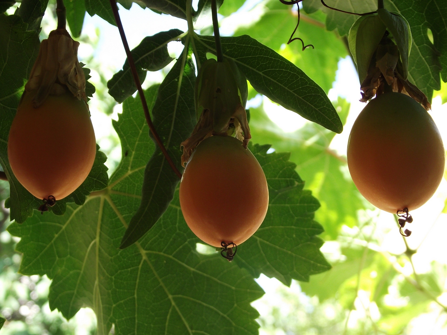 Frutos o flores?