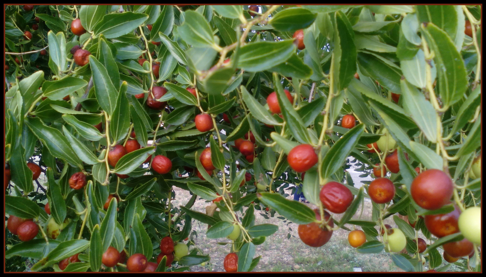  Frutos rojos 