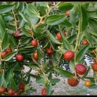  Frutos rojos 