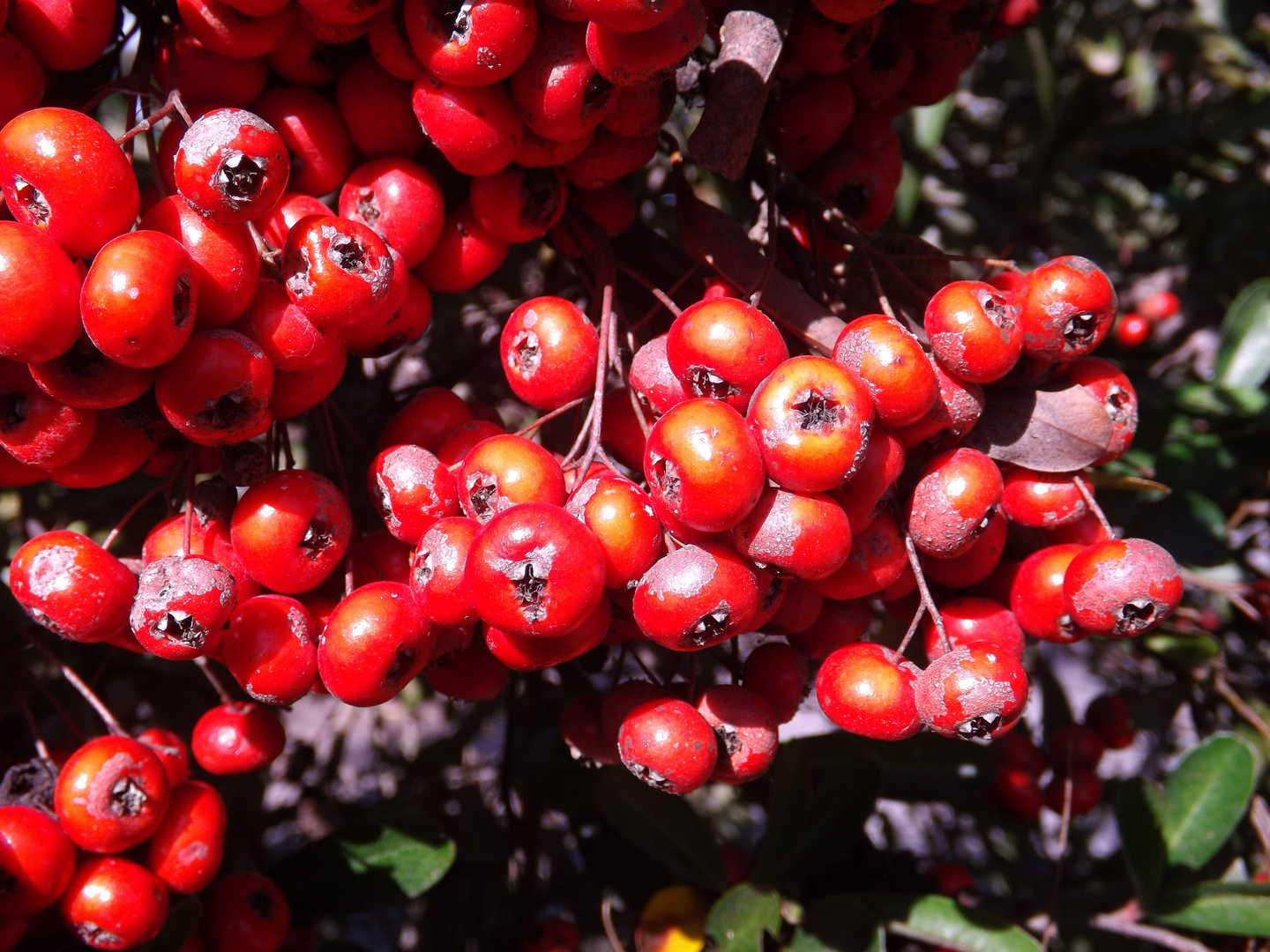 Frutos rojos