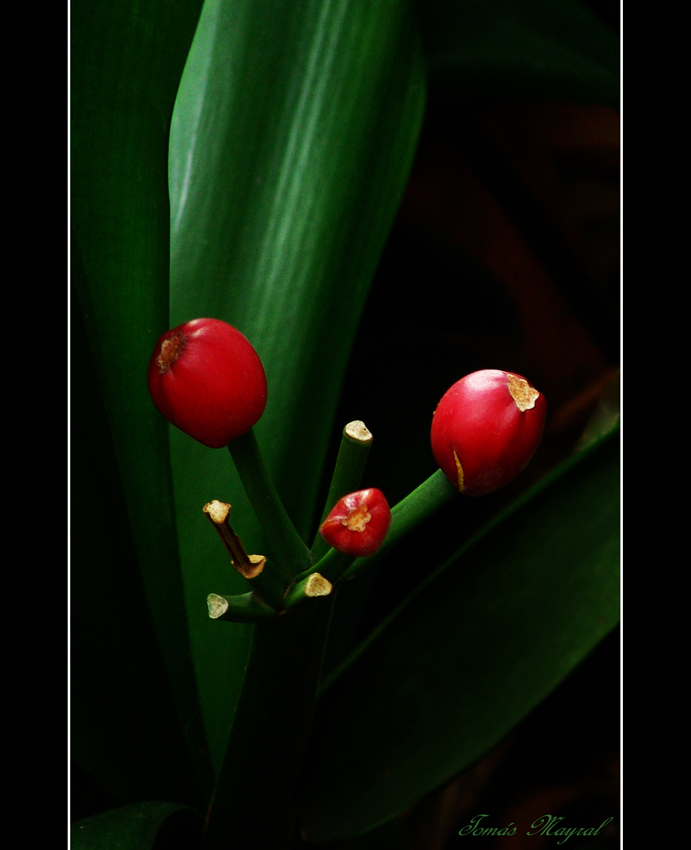 Frutos Rojos de Invierno