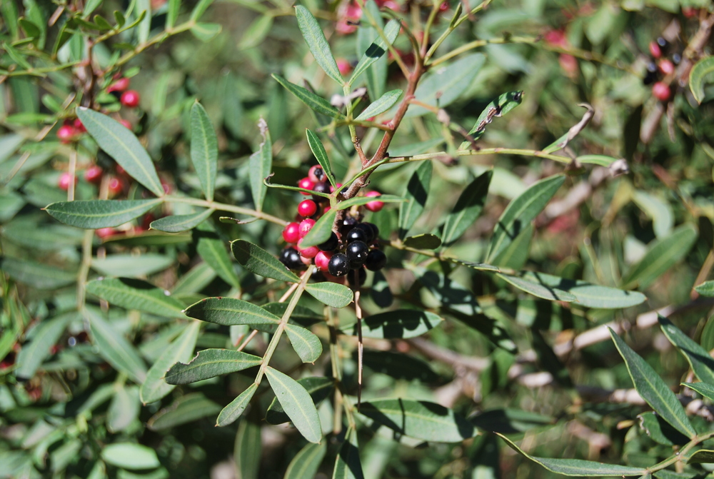 Frutos Silvestres