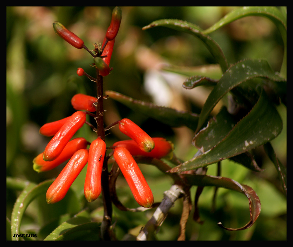 Frutos Silvestres