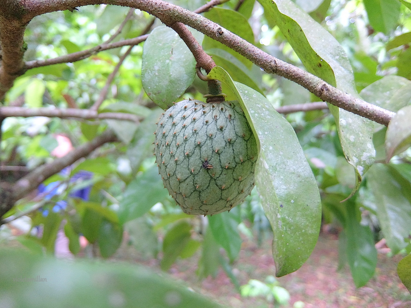 FRUTOS TROPICALES