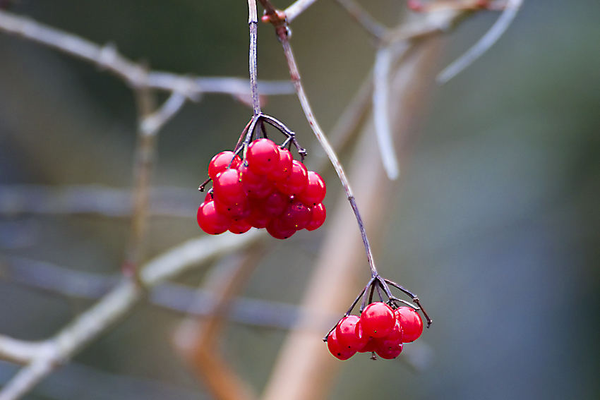 frutta di bosco