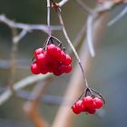 frutta di bosco