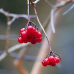 frutta di bosco