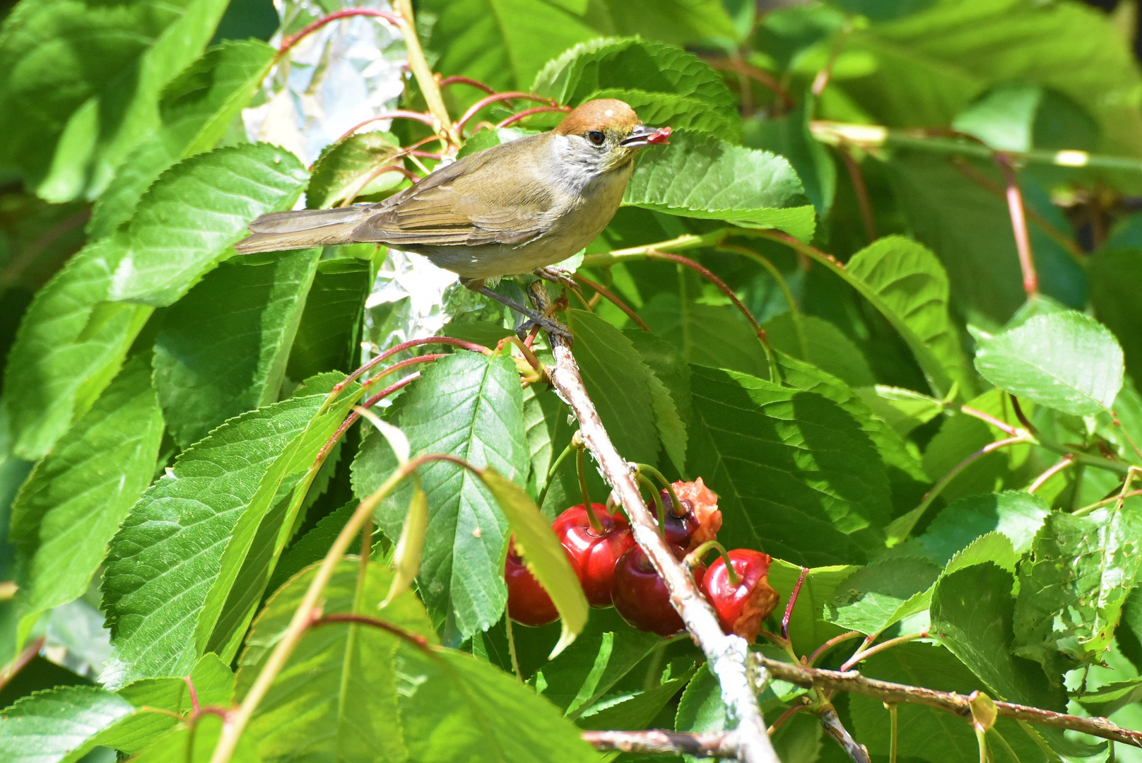 Frutta di stagione