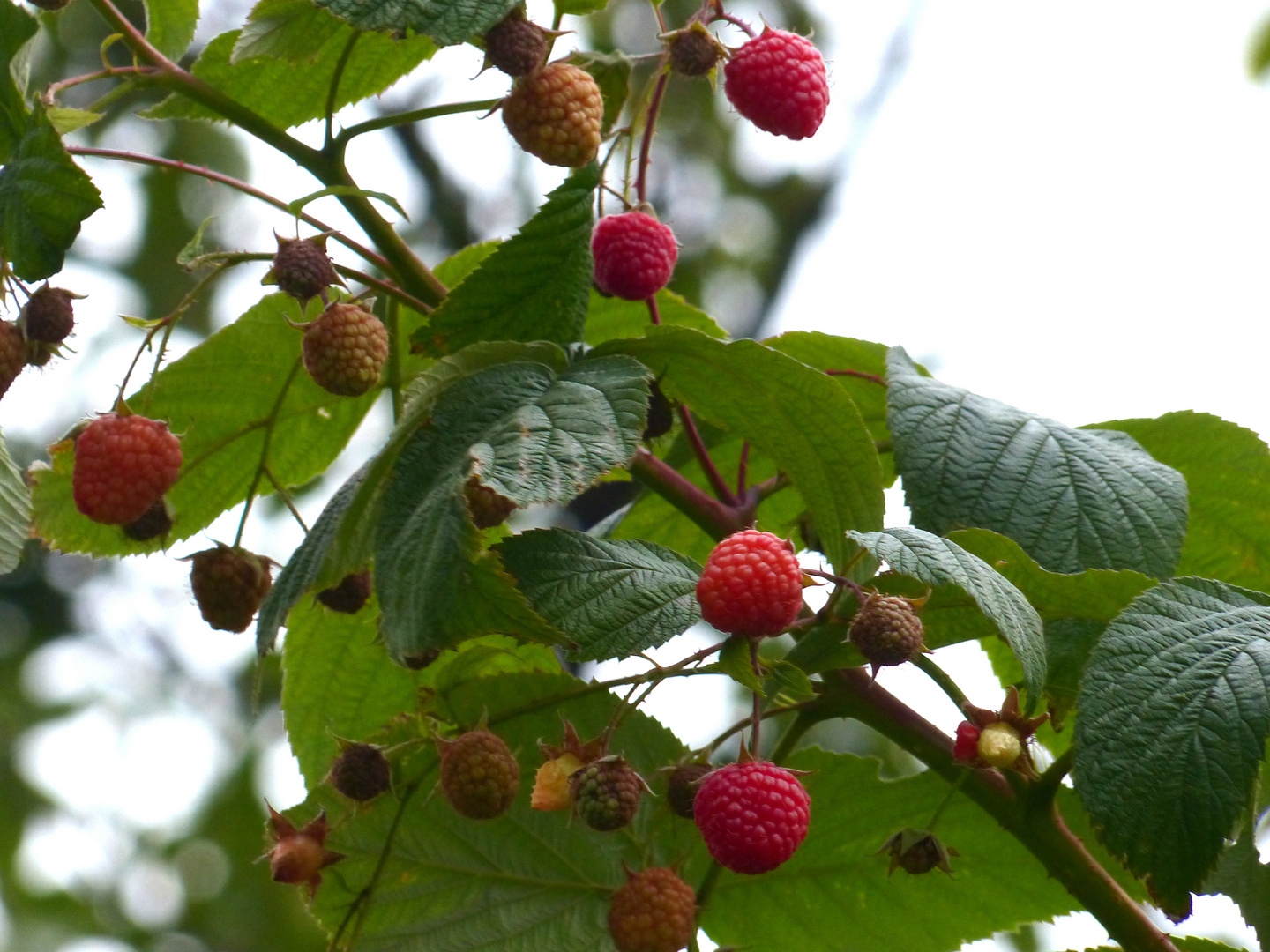 frutta o dessert ?