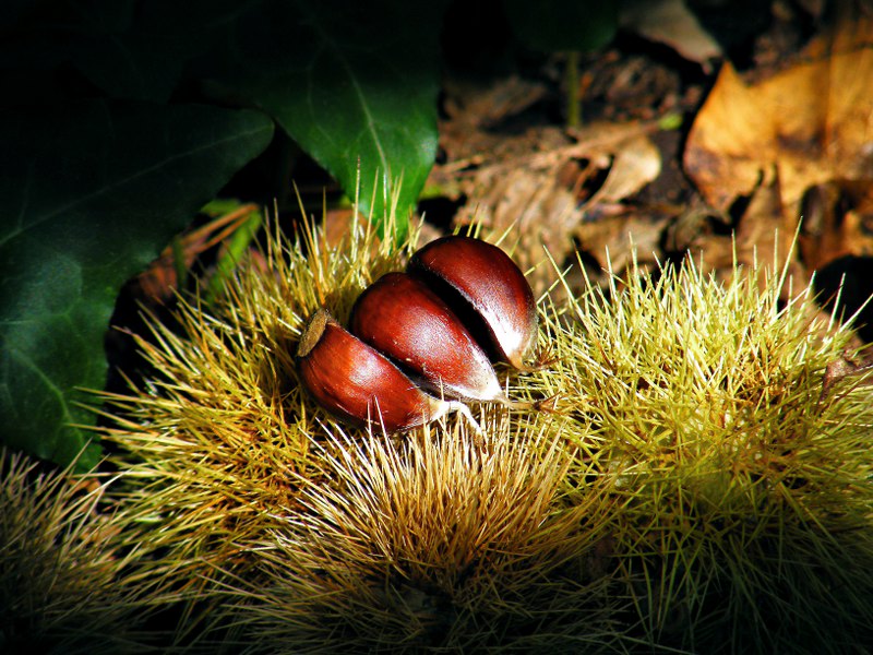 Frutti d'autunno