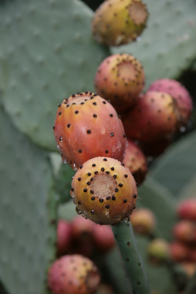 frutti della sicilia