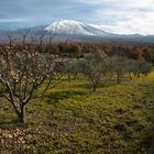 Frutti dell'Etna