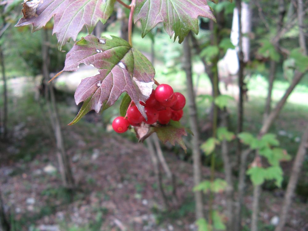 Frutti di monte