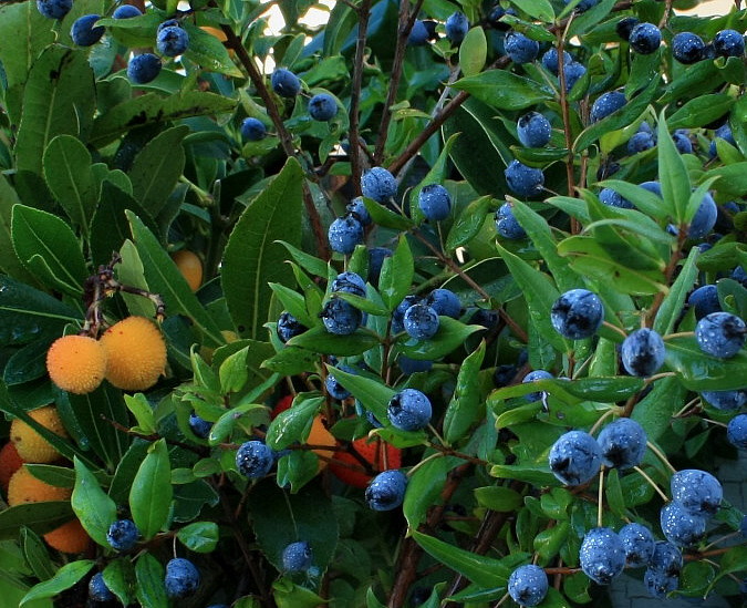 Frutti spontanei della Sardegna