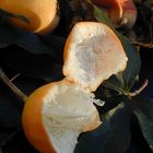 frutto della passiflora