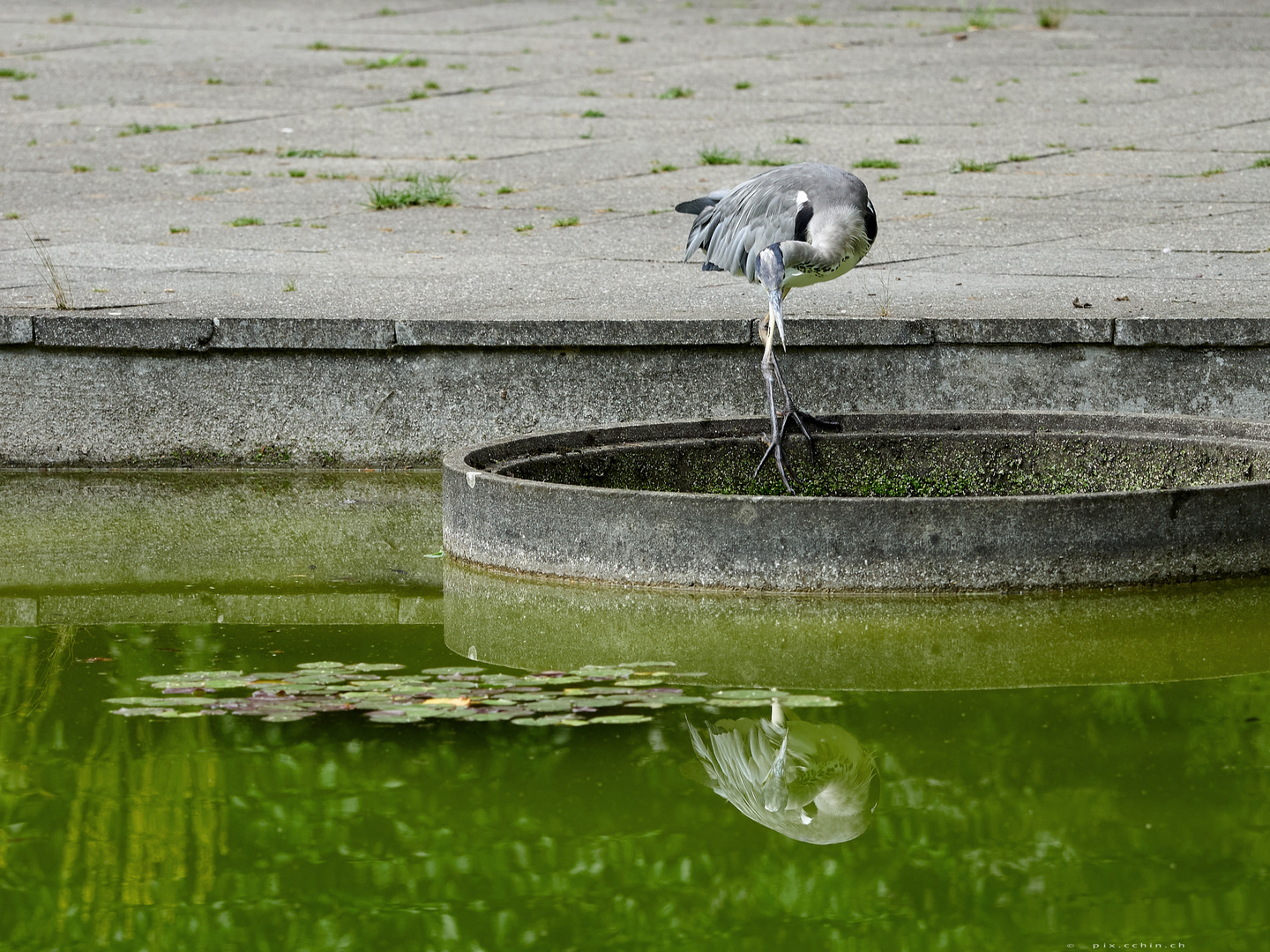 Fschreiher in Pose