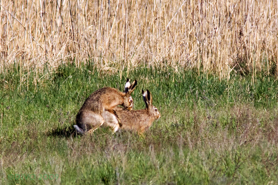 FSK 18 oder was macht der Osterhase zu Ostern