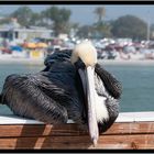 Ft. Myers Beach