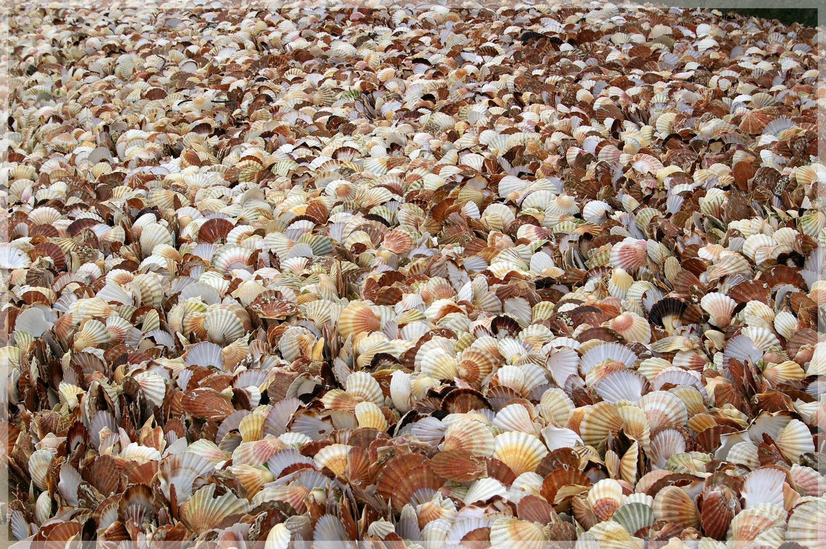 Fête de la Coquille - Port en Bessin