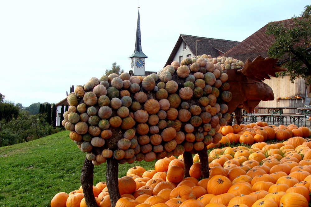 Fête de potiron / Fiesta la calabaza / Kürbisfest..01