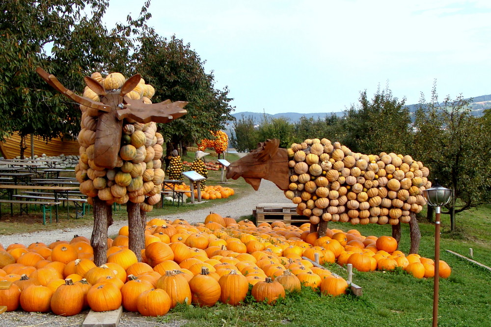 Fête de potiron / Fiesta la calabaza / Kürbisfest..03