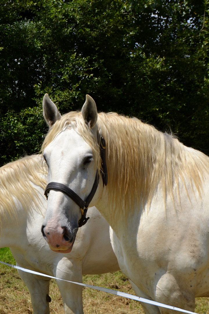 Fête du cheval