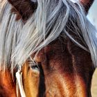 Fête du cheval (Les Bizots)