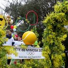 Fête du mimosa-2-