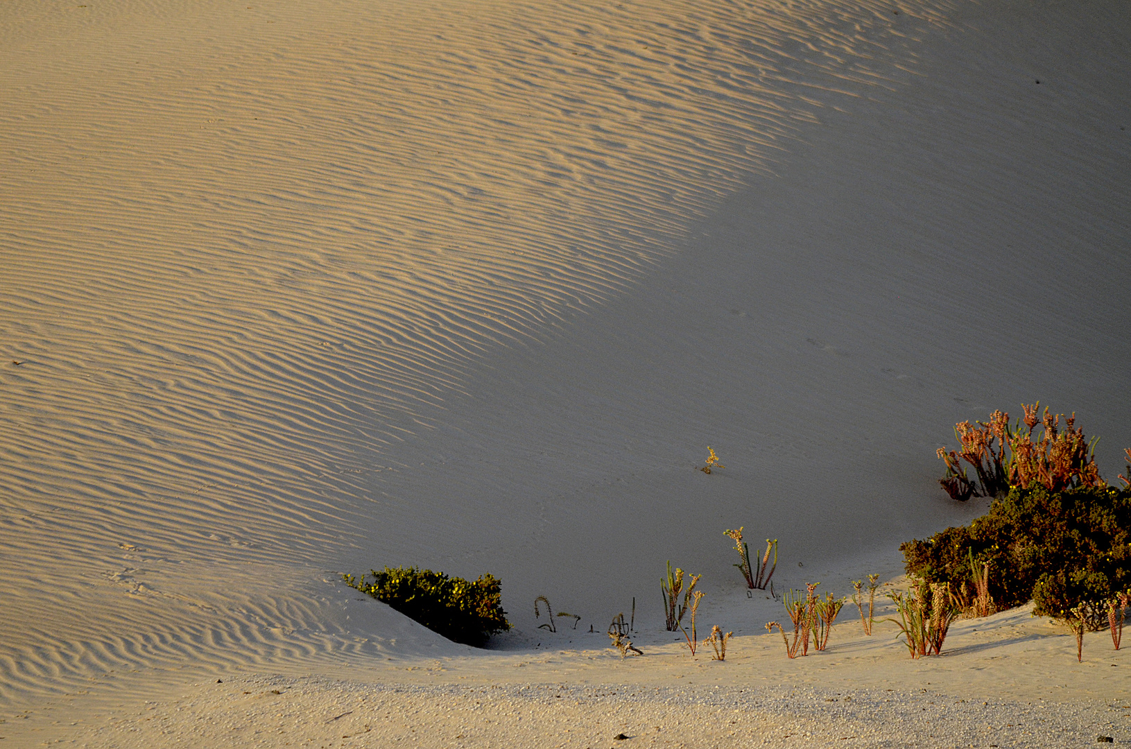 Ftv deserto...