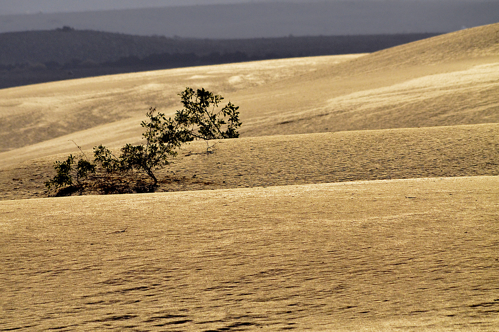 Ftv deserto