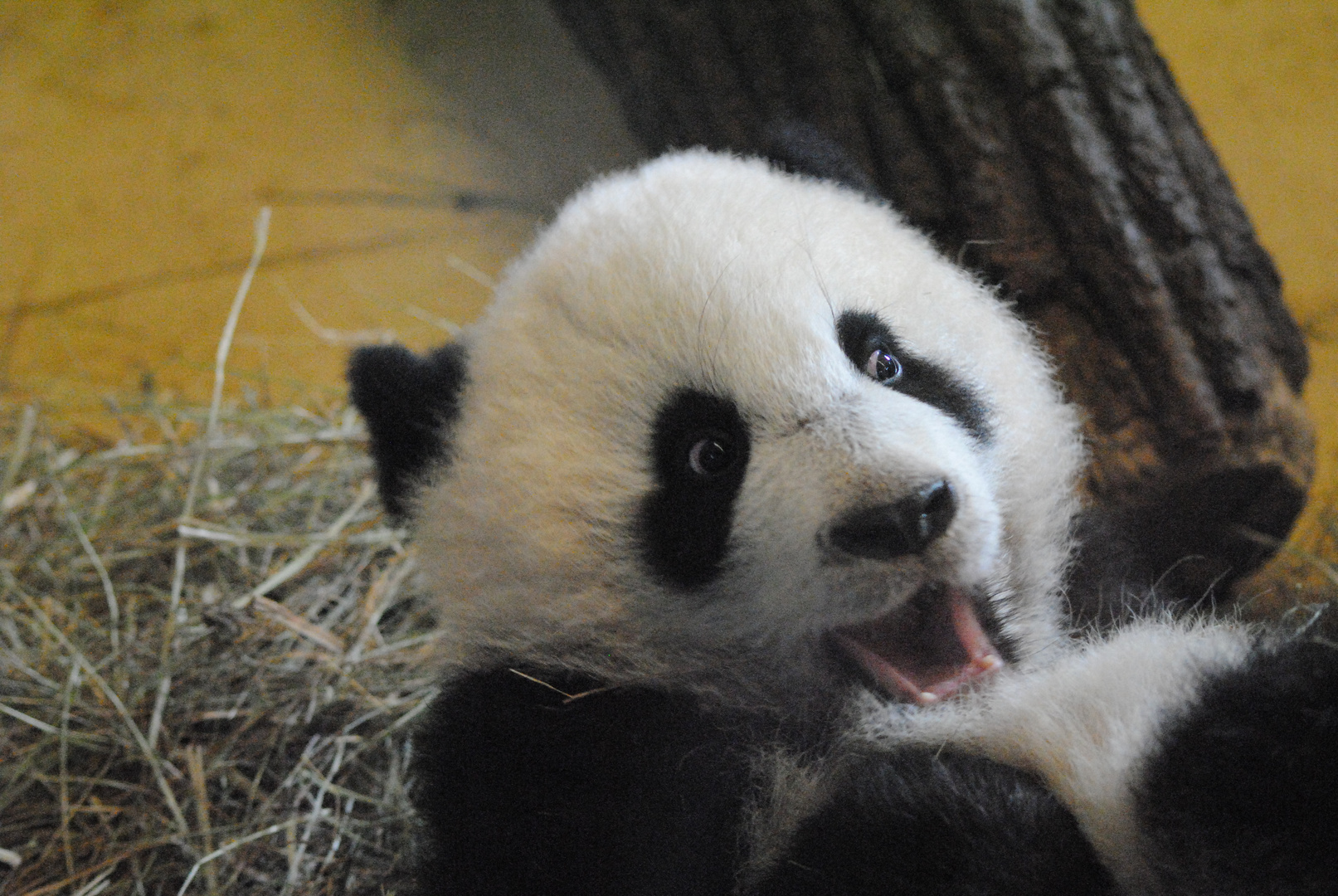 Fu Hu Foto & Bild tiere, zoo, wildpark & falknerei, säugetiere Bilder