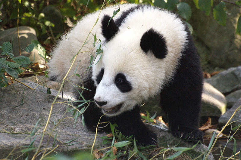 Fu Long - Zoo Wien