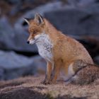 Fuchs (1)