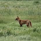 Fuchs 1