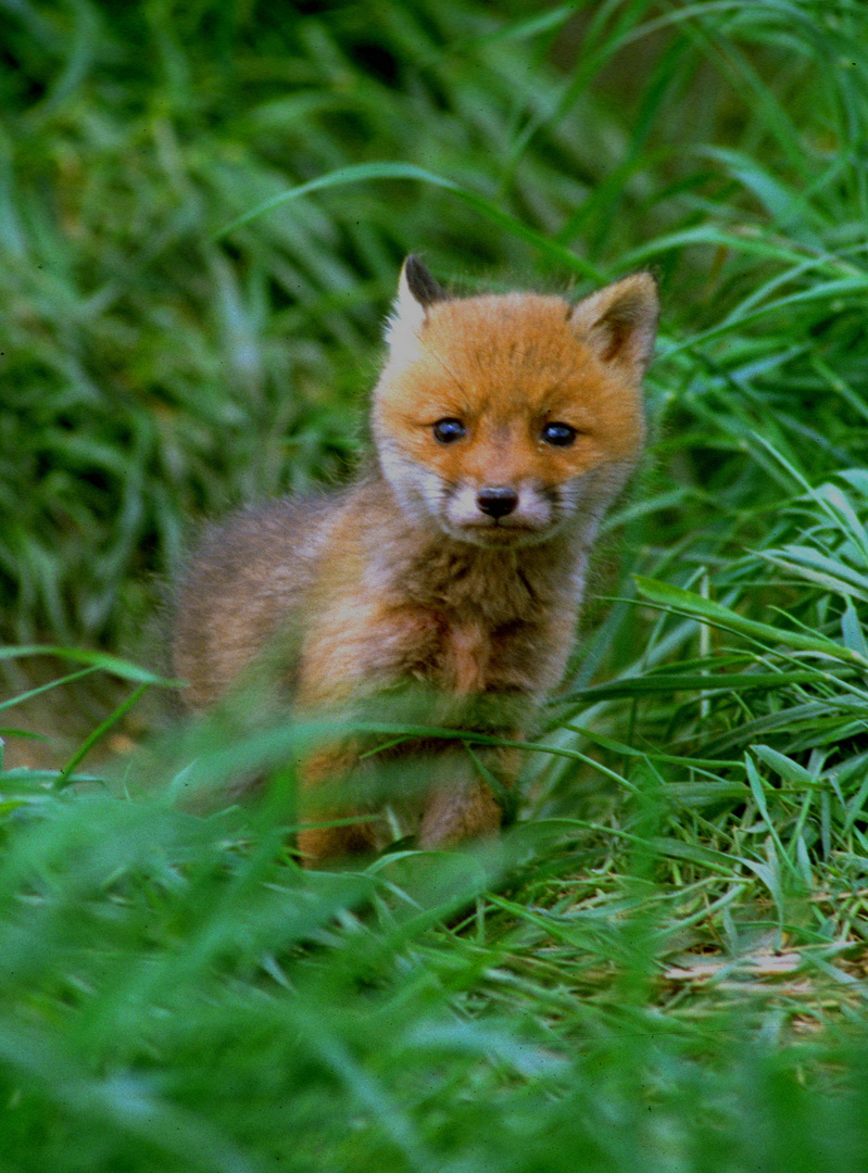 Fuchs (10)