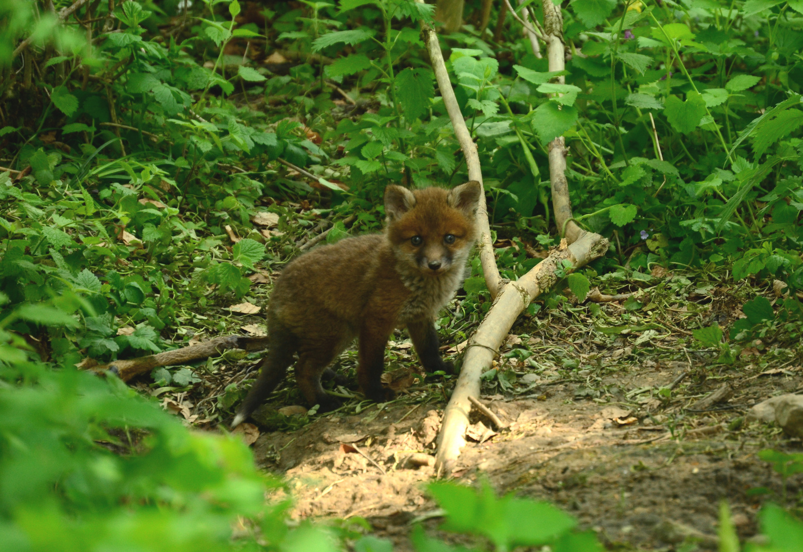 Fuchs (12)